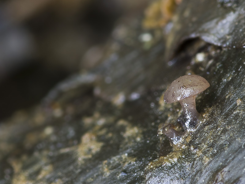 Ombrophila ianthina